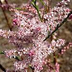 Tamarix tetrandra - Tamarisk