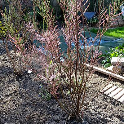 Tamarisk - Tamarix tetrandra