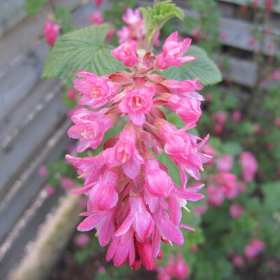 Siertrosbes - Ribes sanguineum 'King Edward VII'