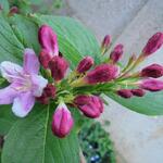 Weigela 'Rosea' - Weigelia - Weigela 'Rosea'