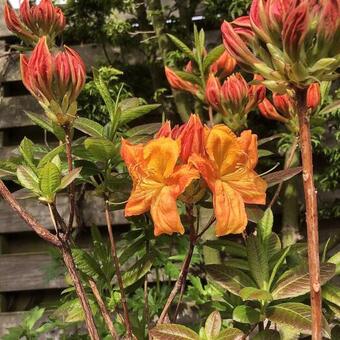 Rhododendron 'Klondyke'