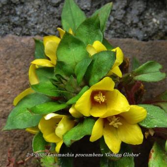 Lysimachia procumbens 'Golden Globes'