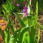 Bletilla striata purple variegated - Aardorchidee, Hyacint-orchidee