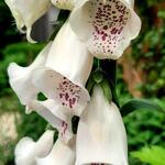 Digitalis purpurea ssp heywoodii - Vingerhoedskruid