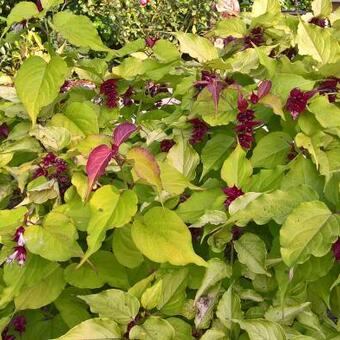 Leycesteria formosa 'Golden Lanterns'