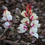 Ixia 'Spotlight' - Afrikaanse korenlelies