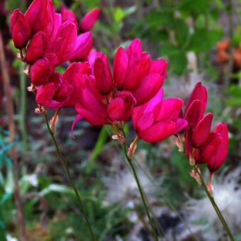 Ixia 'Mabel'