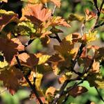 Physocarpus opulifolius 'Amber Jubilee' - Blaasspirea - Physocarpus opulifolius 'Amber Jubilee'