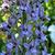 Delphinium requienii