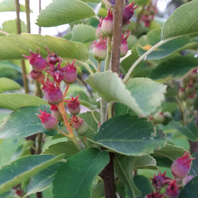 Amelanchier alnifolia 'Obelisk' - Krentenboompje