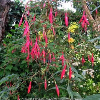 Bellenplant - magellanica 'Riccartonii' | online kopen