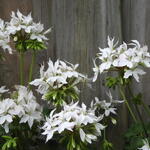 Pelargonium x hortorum 'Arctic Star' (Stellar type) - Geranium