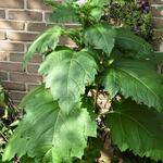 Nicandra physalodes 'Alba' - Zegekruid