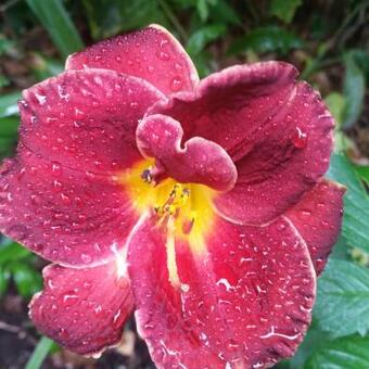 Hemerocallis 'Night Embers'