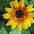 Helianthus annuus SUNBELIEVABLE 'Brown Eyed Girl '