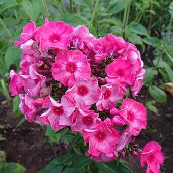 Phlox paniculata 'Fairytale of the Ural'