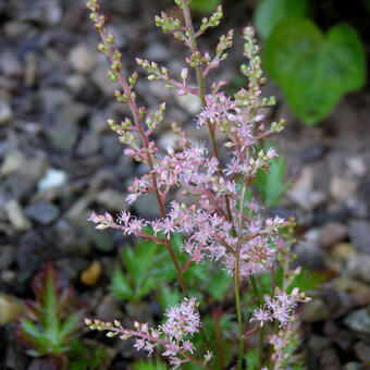 Astilbe glaberrima var. saxatilis