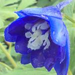 Delphinium EXCALIBUR 'Dark Blue White Bee' - Ridderspoor