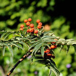 Sorbus randaiensis - Taiwanese berglijsterbes