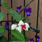 Clerodendrum thomsoniae - Bruidstranen, Kansenboom