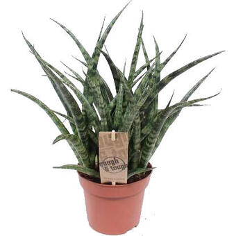 Sansevieria 'Fernwood Punk'