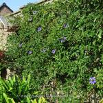 Passiflora caerulea 'Silly Cow' - Passiebloem