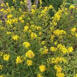 Solidago leiocarpa - Guldenroede