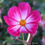 Cosmos bipinnatus 'Picotée' - Cosmos