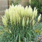 Cortaderia selloana 'Evita' - Pampasgras