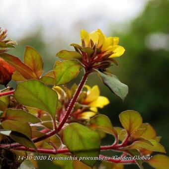 Lysimachia procumbens 'Golden Globes'