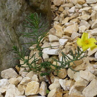 Fumana procumbens