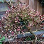 Plectranthus scutellarioides UNDER THE SEA 'Bone fish' - Siernetel