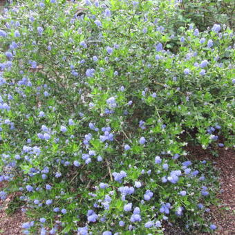 Ceanothus impressus 'Victoria'