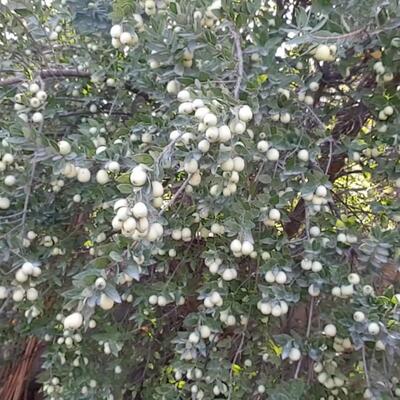 Mirte - Myrtus communis