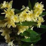 Dendrobium nobile Sunny Bird 'Shine Day' - Orchidee