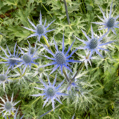 Kruisdistel - Eryngium x zabelii 'Big Blue'