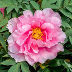 Paeonia suffruticosa  (roze) - Boompioen