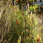 Elegia capensis - Paardenstaart, Restio