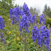 monnikskap - Aconitum carmichaelii 'Arendsii'