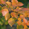 Zachte berk - Betula pubescens