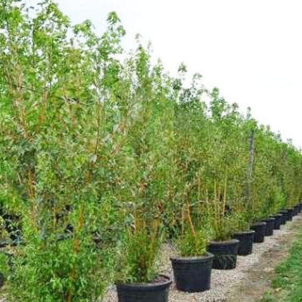 Wilg - Salix alba vitellina | Haagplanten | Planten online kopen | Tuinadvies