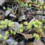 Salix repens - Kruipwilg - Salix repens