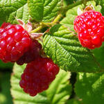 Rubus idaeus 'Tulameen' - Zomerframboos