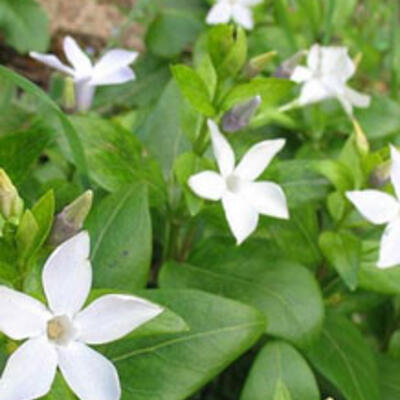 Maagdenpalm - Vinca difformis