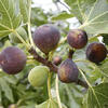 Vijg - Ficus carica 'Rouge de Bordeaux'