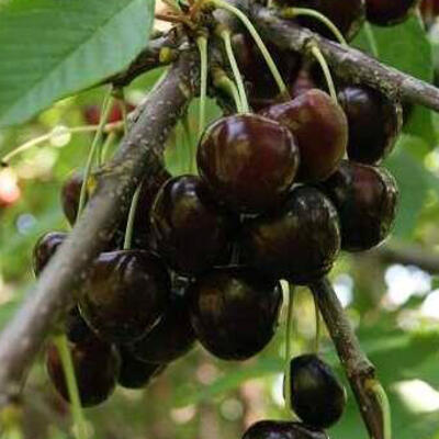 Zwarte krakers, Kersen, Zoete kersen - Prunus avium 'Bigarreau Noir'