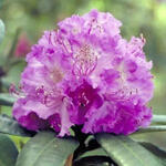 Rhododendron - Rhododendron 'Alfred'