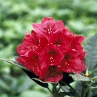 Rhododendron 'Lord Roberts'