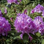 Rhododendron ´Catawbiense Boursault´ - Rododendron - Rhododendron ´Catawbiense Boursault´