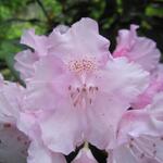 Rhododendron yakushimanum 'Silberwolke' - Rododendron
